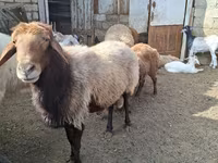 绵羊（批次，未指定性别）, Sheep — 照片 2