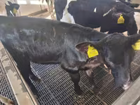 Krava, Russian Black pied cattle — foto 2