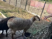 Widder, Hissar sheep — Foto 5