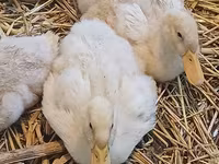 German Pekin — photo 2