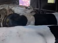 Bull, Holstein breed — photo 3