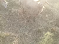 भेड़, भेड़ — फ़ोटो 4