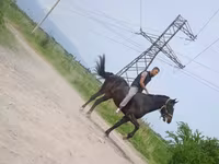 حصان, Standardbred — الصورة 3