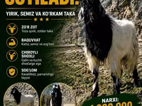 Cabro, Cabras — foto 1