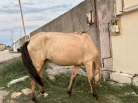 母马, Azerbaijan horse — 照片 4