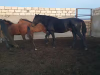 At, Kushum Horse — foto 4