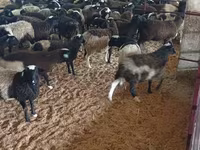 Qoç, Suffolk sheep — foto 3