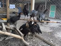 Chickens — Foto 3