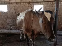 Vaca, Simmental cattle — foto 3