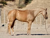 Cavalo, Quarter Horse — foto 2