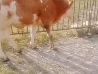 Cow, Simmental cattle — photo 2