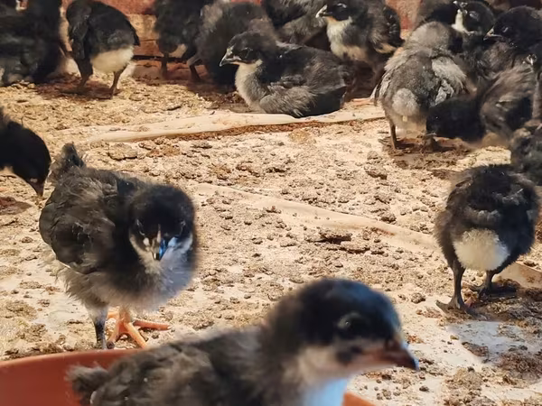 Australian Pit Game fowl