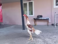 Chickens — photo 2