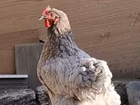 Australorp — photo 1