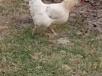 Brahma — foto 3