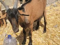 Kozioł, Alpine goat — zdjęcie 2