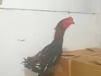 Shamo chickens — foto 3
