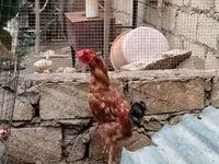 Chickens — फ़ोटो 1