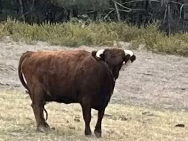 Vaca, Dexter