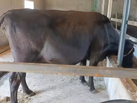 Vaca, Ganado vacuno — foto 2