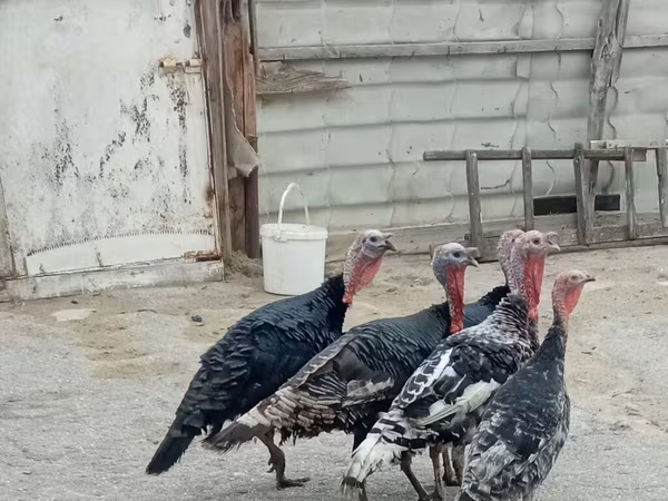 Turkeys — Azerbaijan