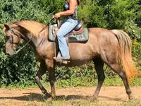 Yegua, Kentucky mountain daddle horse — foto 8