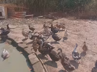 Ducks — photo 1