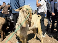 Billy Goat, Damask goat — photo 3