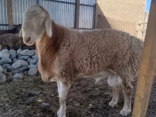 Qoç, Arashan sheep