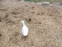 Alman Pekin — foto 3