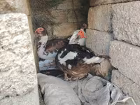 Ducks — photo 6