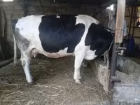 İnək, Russian Black pied cattle — foto 8