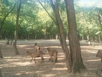 Bode, Cabras — foto 5