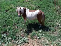 Yegua, Australian Pony — foto 4