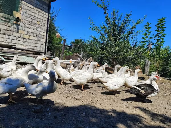 Ducks — Azerbaijan