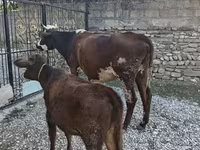 Vaca, Simmental cattle — foto 5