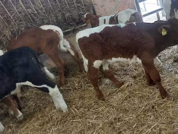 İribuynuzlu mal-qara (partiya, cinsi göstərilməyib), Simmental cattle