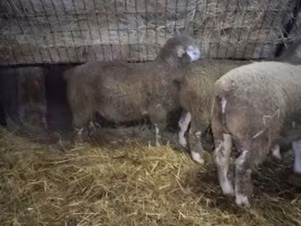 Baran, Ile-de-France sheep