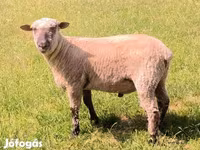 Qoʻchqor, Shroshire sheep — 2-rasm