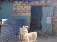 Dişi keçi, Saanen goat — foto 1