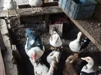 Ducks — photo 1