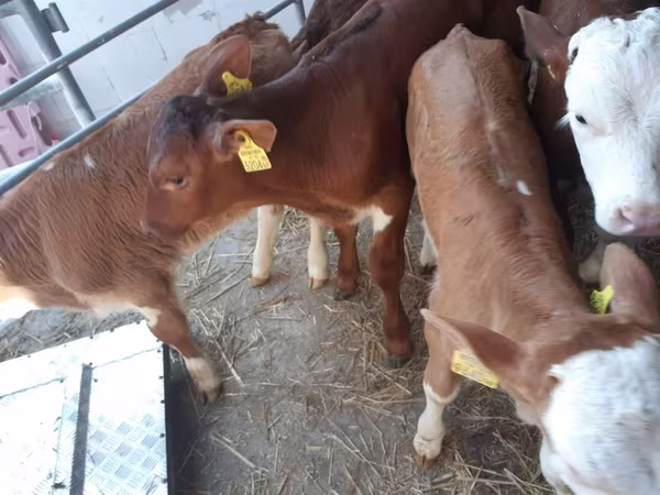 Buğa, Simmental cattle