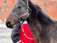 Égua, Akhal-Teke — foto 1