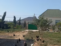 Australorp — photo 1