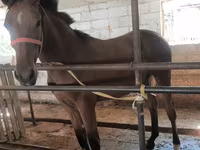 母马, Thoroughbred horse — 照片 2