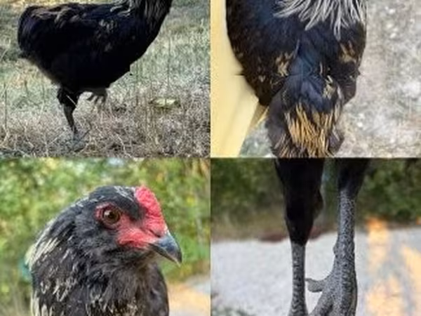 Araucana