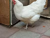 Australorp — foto 6