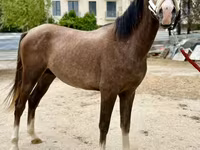 Horse (M), Arabian horse — photo 2