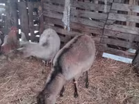 Goat, Nubian Goat — photo 2