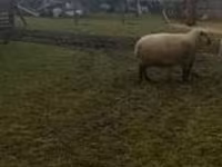 كبش, Shroshire sheep — الصورة 1